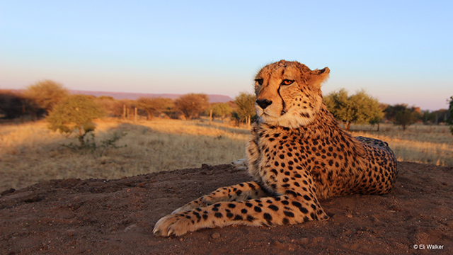 Cheetah Conservation Fund Africa